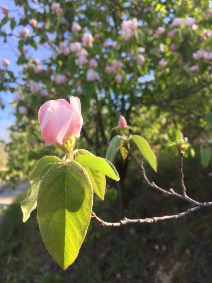 Gite La Cerise Qui Rit La Cresse Exterior photo